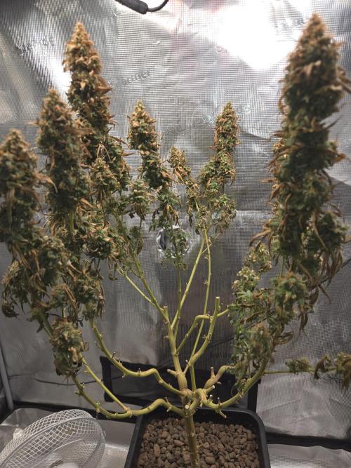 Amsterdam Amnesia FEM #2. Week 17