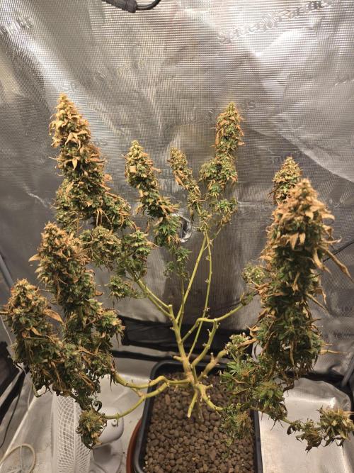 Amsterdam Amnesia FEM #2. Week 17