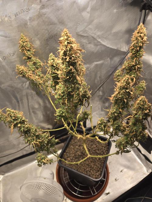 Amsterdam Amnesia FEM #2. Week 17