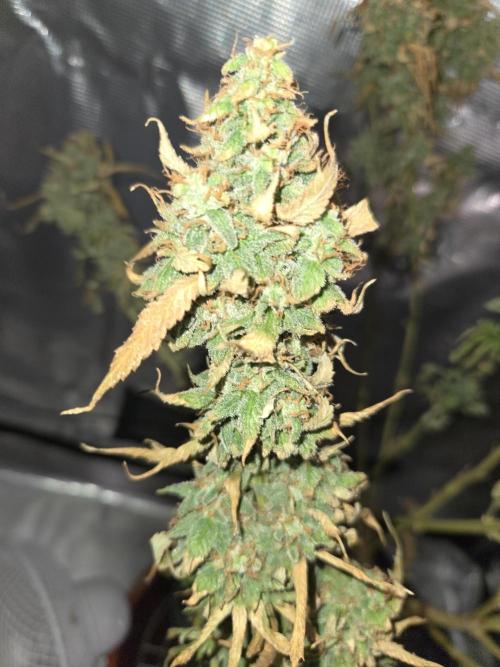 Amsterdam Amnesia FEM #2. Week 17