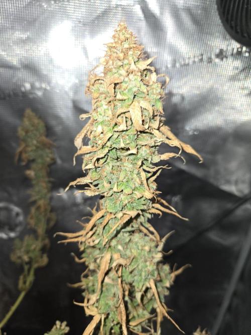 Amsterdam Amnesia FEM #2. Week 17