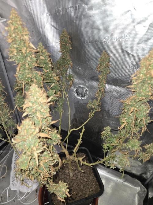 Amsterdam Amnesia FEM #2. Week 17