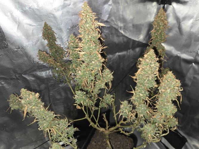 Grow Tent 4’x2’x5′ (120cm x 60cm x 150cm). Week 17