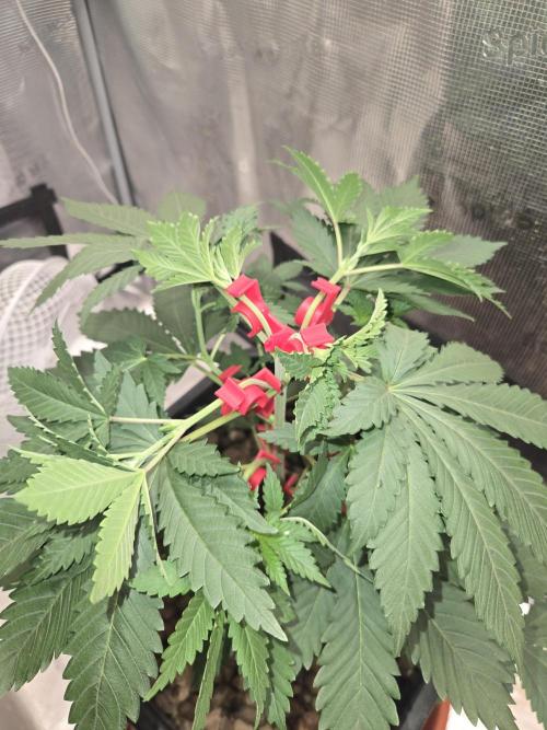 Shogun rQs #1. Week 3