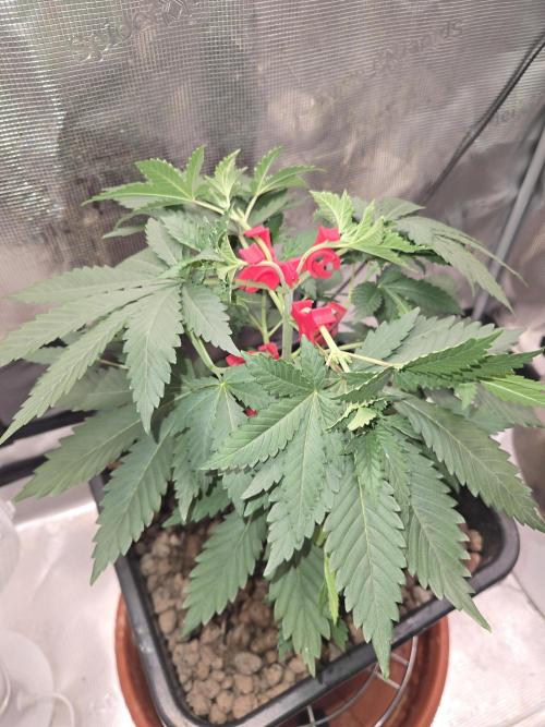 Shogun rQs #1. Week 3
