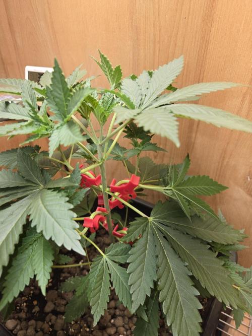 Shogun rQs #1. Week 3