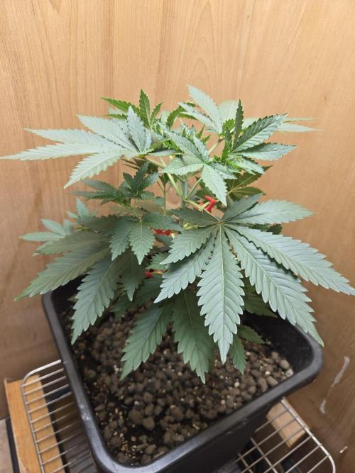 Shogun rQs #1. Week 3