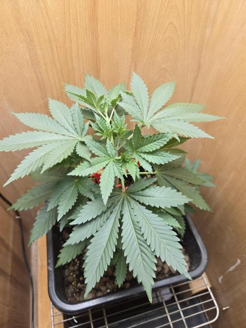 Shogun rQs #1. Week 3
