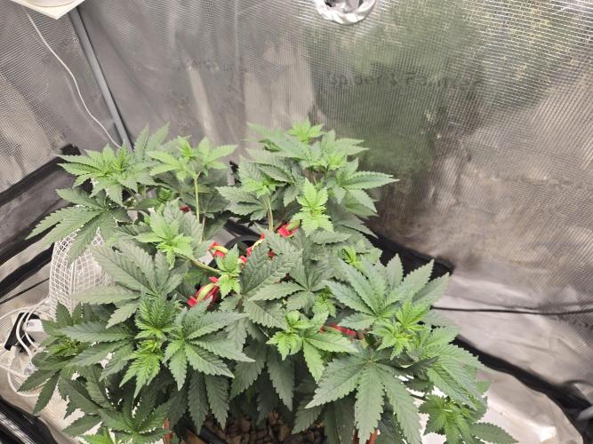 Shogun rQs #1. Week 4