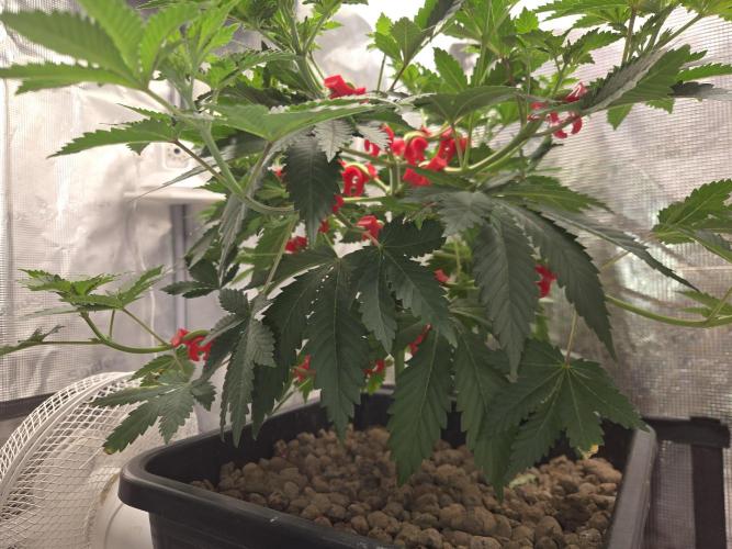 Shogun rQs #1. Week 4