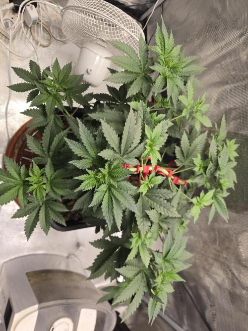 Shogun rQs #1. Week 4