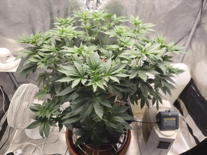 Shogun rQs #1. Week 5