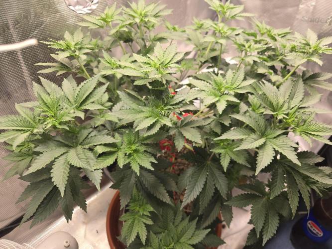 Shogun rQs #1. Week 5