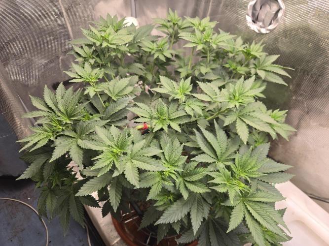 Shogun rQs #1. Week 5