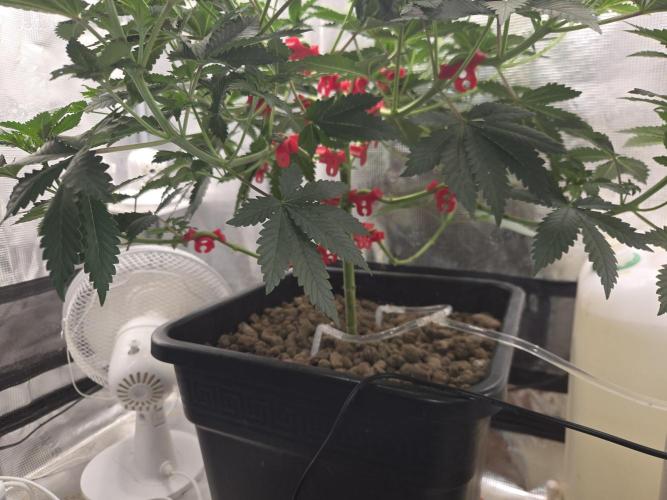 Shogun rQs #1. Week 5