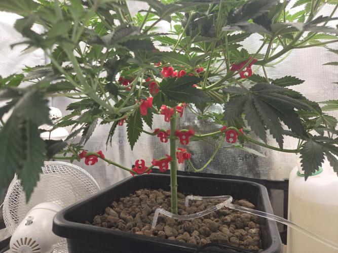Shogun rQs #1. Week 5
