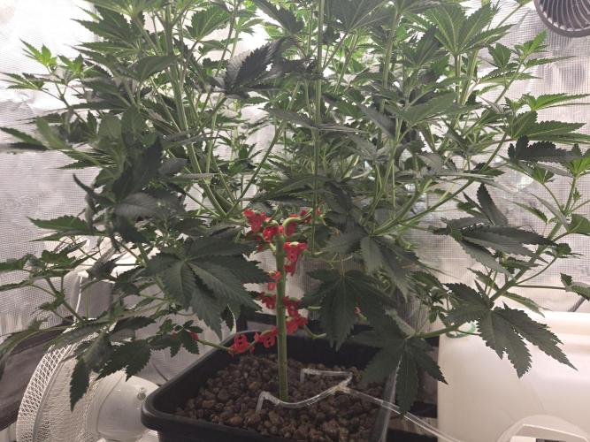 Shogun rQs #1. Week 6
