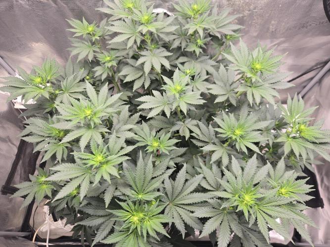 Shogun rQs #1. Week 6