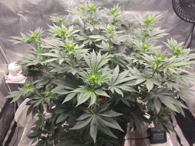 Shogun rQs #1. Week 6