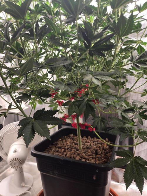 Shogun rQs #1. Week 7