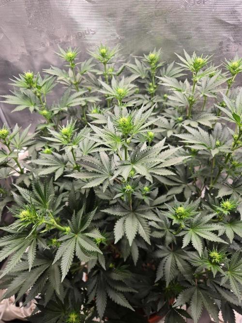 Shogun rQs #1. Week 7