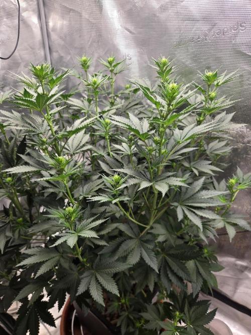 Shogun rQs #1. Week 7
