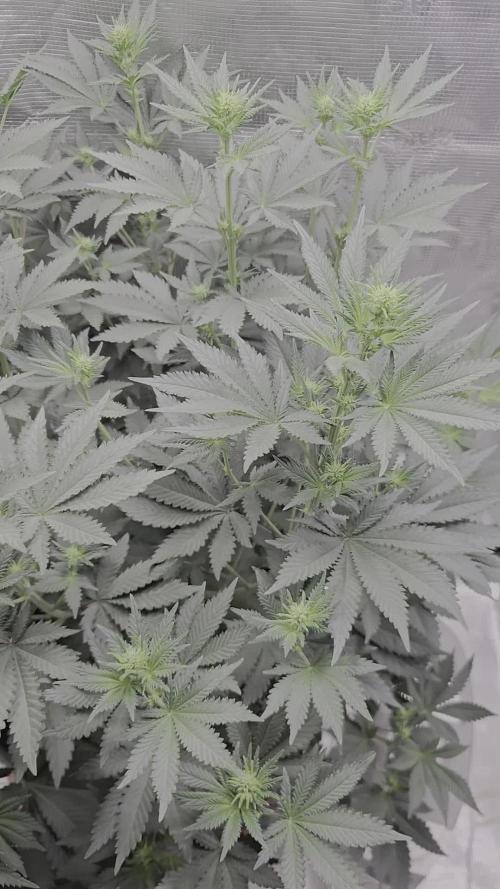 Shogun rQs #1