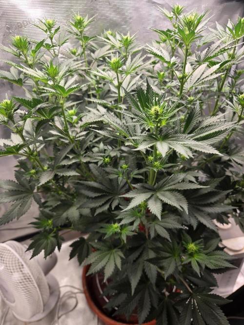 Shogun rQs #1. Week 7