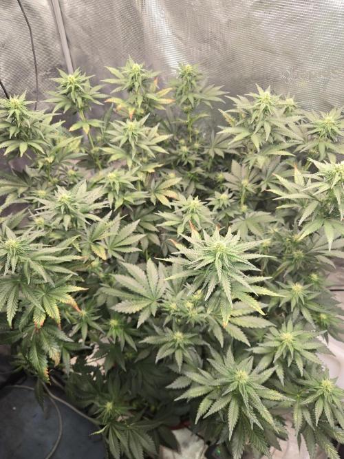 Shogun rQs #1. Week 8