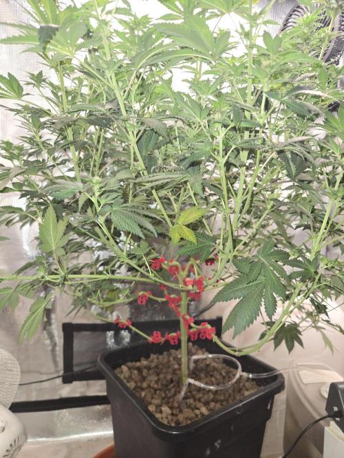 Shogun rQs #1. Week 8