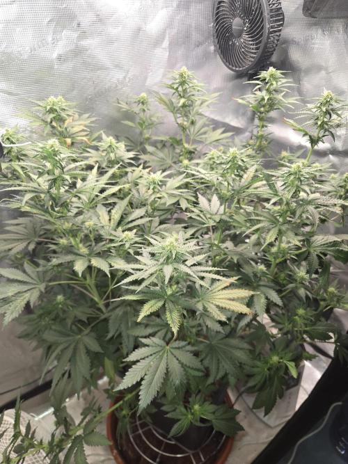 Shogun rQs #1. Week 8