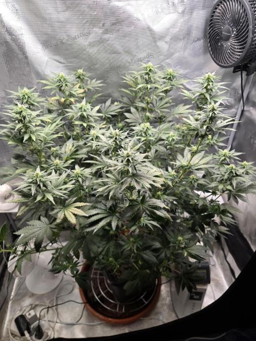 Shogun rQs #1. Week 8