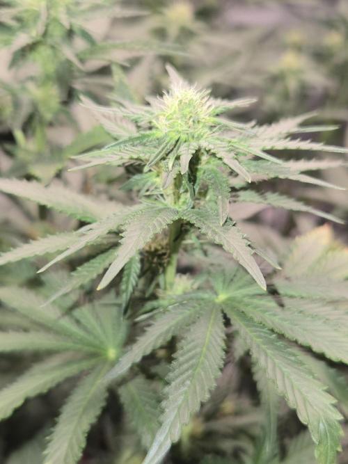 Shogun rQs #1. Week 8