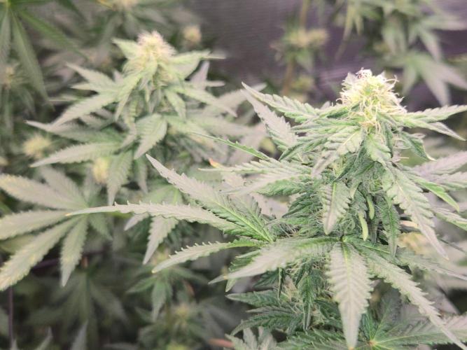 Shogun rQs #1. Week 9