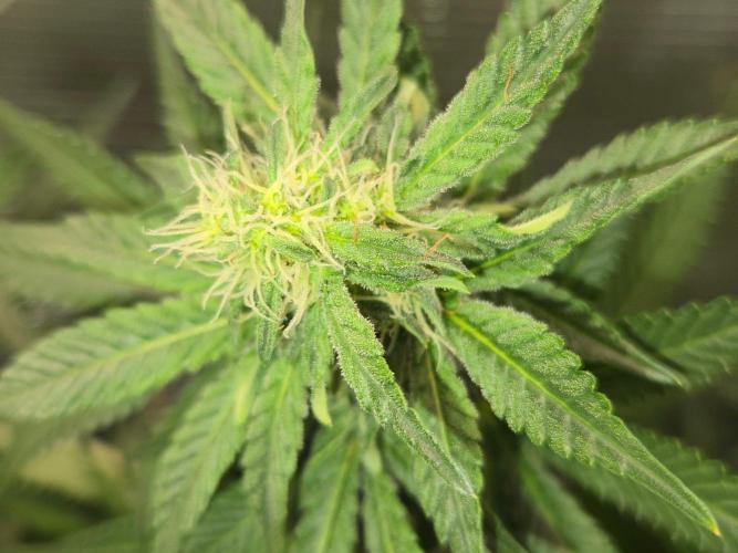 Shogun rQs #1. Week 9