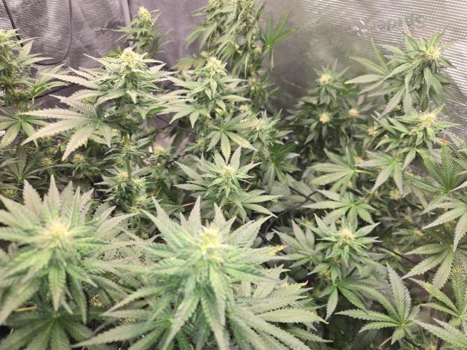 Shogun rQs #1. Week 9
