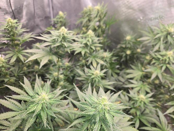Shogun rQs #1. Week 9