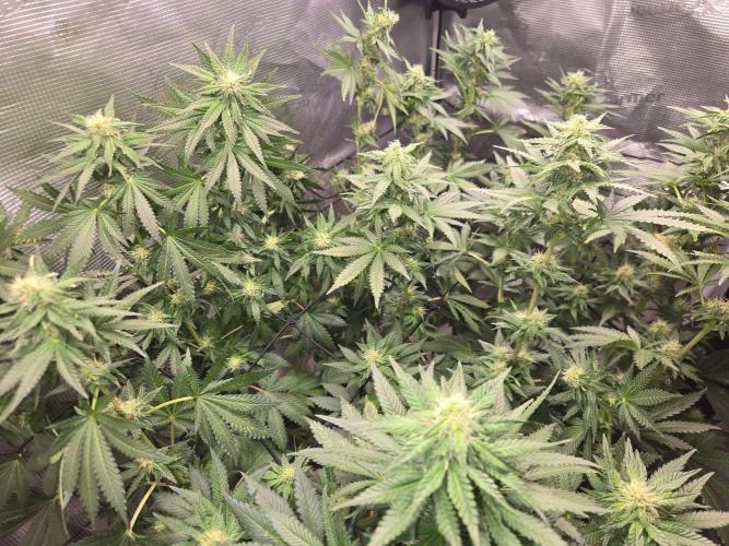 Shogun rQs #1. Week 9