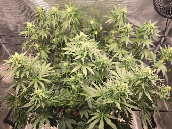 Shogun rQs #1. Week 9