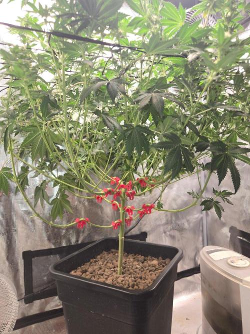 Shogun rQs #1. Week 9