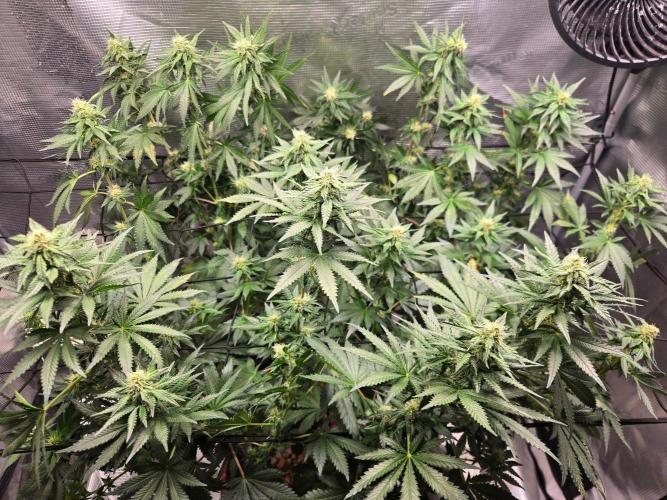 Shogun rQs #1. Week 9