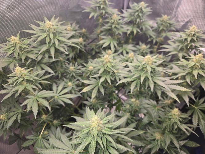 Shogun rQs #1. Week 10