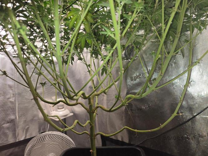 Shogun rQs #1. Week 10