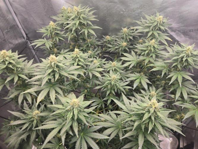 Shogun rQs #1. Week 10