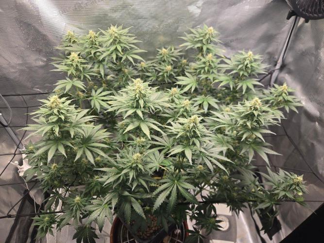 Shogun. Week 10