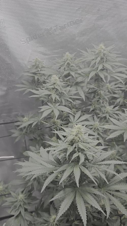 Shogun rQs #1