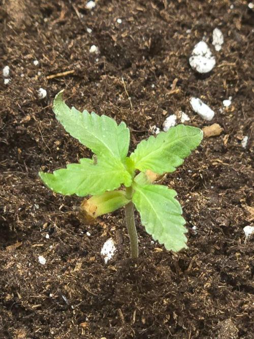 Critical rQs. Week 0