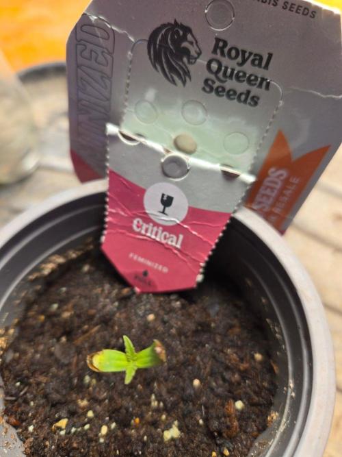 Critical rQs. Week 0