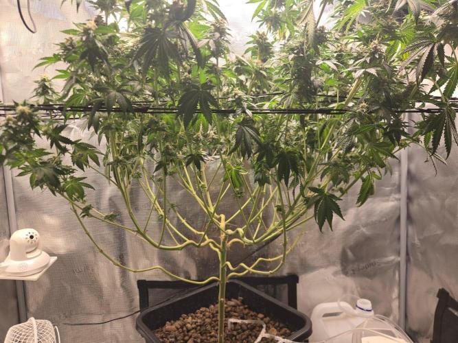 Shogun rQs #1. Week 11