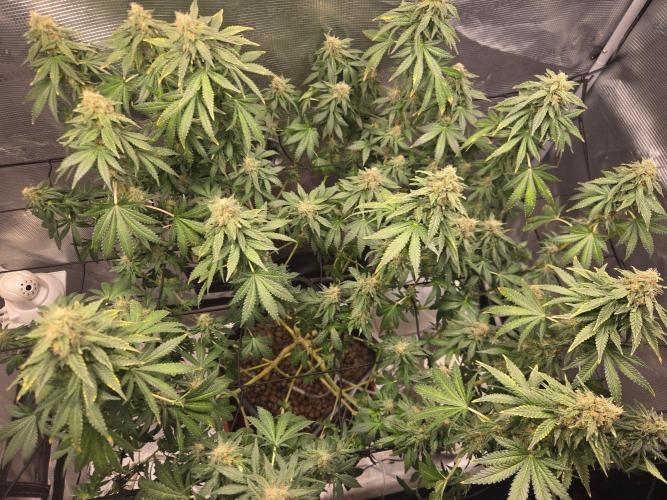 Shogun rQs #1. Week 11